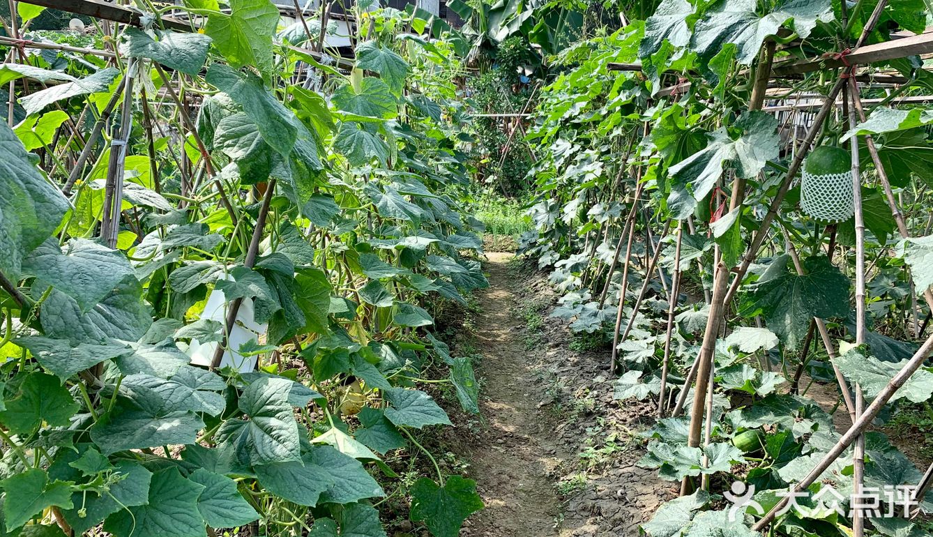 一大早去“偷”瓜🥒