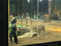 -清迈夜间动物园