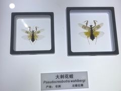 -上海昆虫博物馆
