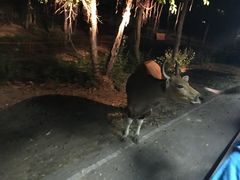 -清迈夜间动物园
