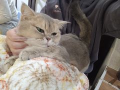 -逗柴咖啡屋·狗咖猫咖宠物桌游