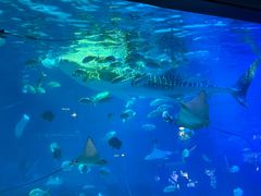 -烟台海昌鲸鲨海洋公园