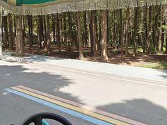 -日照海滨国家森林公园