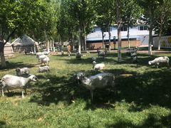 -九十九顶毡房(阜石路店)