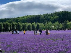 -富田农场