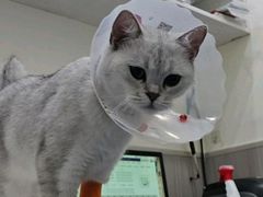 -佑安动物医院·全科·内窥镜中心(幸福巷店)