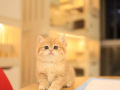 -柚子猫舍·精品猫舍购猫·猫咪认养·购宠·宠物店