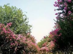 -武汉紫薇都市田园