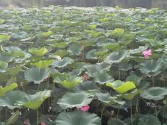 -长春市南湖公园