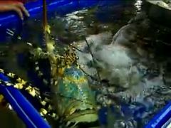 -班赞海鲜市场