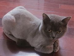 -暖阳宠物医院·犬猫康复中心·骨科