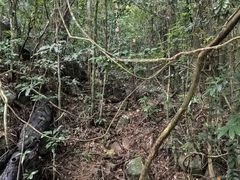 -海南热带雨林国家公园吊罗山景区