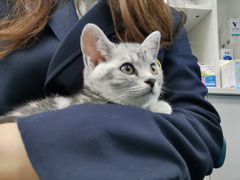-佳怡动物医院·平价24小时·猫专科骨外科