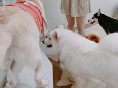 -共舞时光猫咖·狗咖(新街口店)