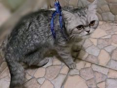 -瑞派动物医院·绝育·犬猫全科·预防医学(光景江南中店)