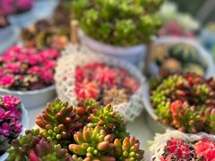 -国家植物园
