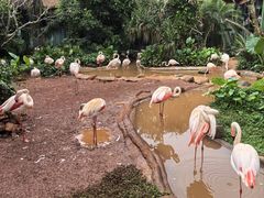 -海南热带野生动植物园