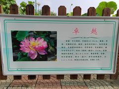 -莲花池公园