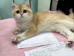 -北京观赏动物医院·24小时大型综合·猫专科·异宠专科