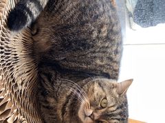 -伟伟宠物医院·瑞派猫友好医院·猫科(光谷店)