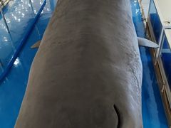 -上海海洋大学鱼文化博物馆(军工路校区)