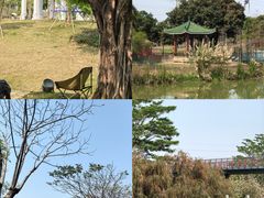 -王借岗森林公园