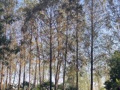 -合肥滨湖国家森林公园