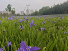 -汉长安城未央宫国家考古遗址公园