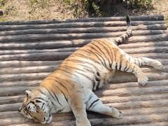 -大连森林动物园