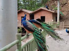 -栾川竹海野生动物园