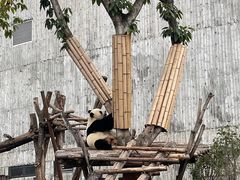 -成都大熊猫繁育研究基地