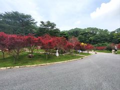 -广州市帽峰山景区