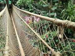 -正佳雨林生态植物园
