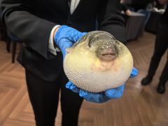 -肆月河豚·新淮扬(金融街店)