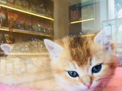 -悠尼宠物·独立低压伊珊娜洗护·美容·寄养(兰谷路店)