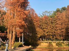 -深圳仙湖植物园