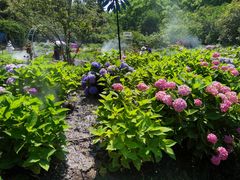 -上海共青森林公园