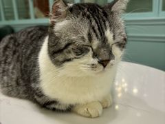 -安格丽娜·狗咖·猫咖羊驼咖(春熙路百盛商场店)