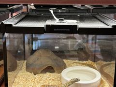 -帕帕拉兹宠物(亚洲旗舰店)