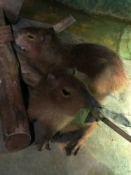 -未来动物城主题公园(正弘城店)