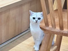 -是阿柴呀！柴犬咖啡·爱喵喵猫咖
