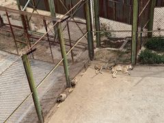 -青藏高原野生动物园