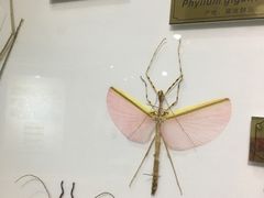 -上海昆虫博物馆