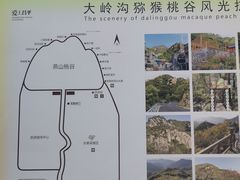 -大岭沟猕猴桃谷风景区