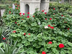 -南宫五洲植物乐园