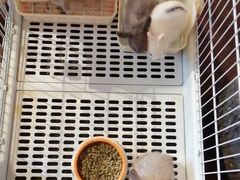 -猫猫幼稚园·撸猫·桌游·电玩