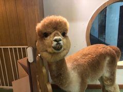 -藦茜花园宠物主题亲子互动体验馆(国顺东路店)
