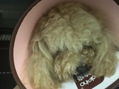 -安安宠医宠物医院·异宠·犬猫内科(岳阳分院)