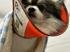 -爱侣·安琦尔宠物医院·中兽医针灸·心内科·狂犬免疫点(宝山区院)