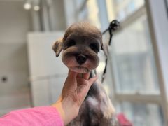 -爱宠屋pet shop·宠物洗澡·宠物美容